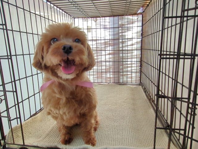 ミックス犬  (メス) 　　　　夢ちゃん里親募集です　　　　