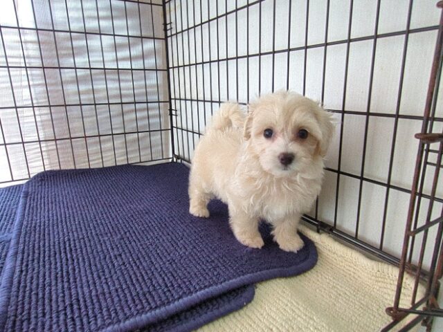 ミックス犬    (メス) №４　