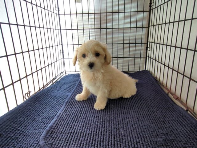 ミックス犬    (メス) №３　