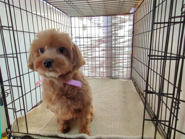ミックス犬  (メス) 　　　　夢ちゃん里親募集です　　　　