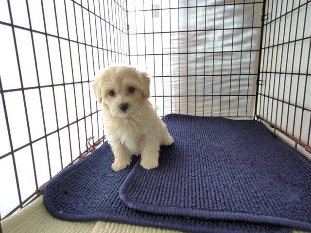 ミックス犬    (メス) №４　