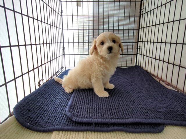 ミックス犬    (メス) №３　