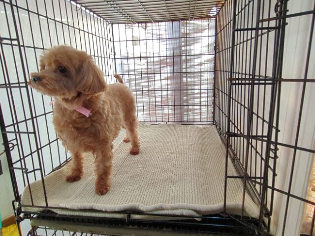 ミックス犬  (メス) 　　　　夢ちゃん里親募集です　　　　