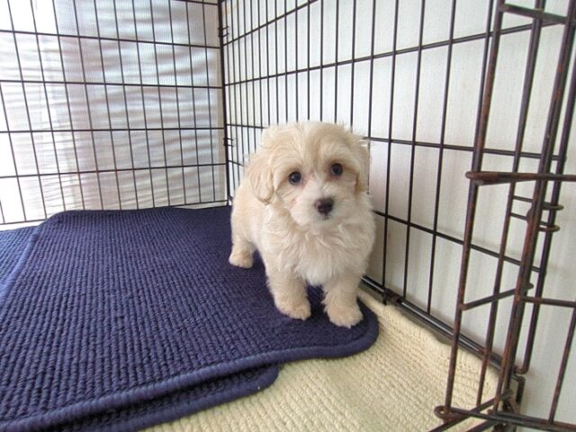 ミックス犬    (メス) №４　