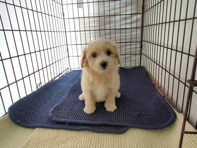 ミックス犬    (メス) №３　