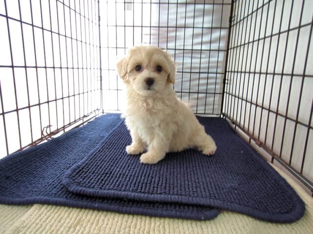ミックス犬    (メス) №４　
