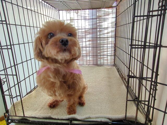ミックス犬  (メス) 　　　　夢ちゃん里親募集です　　　　