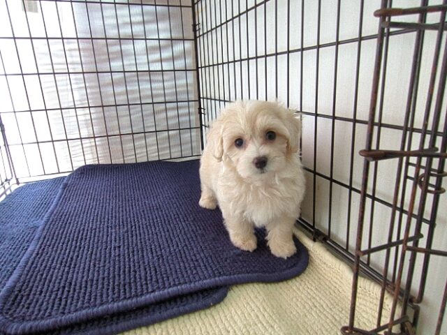 ミックス犬    (メス) №４　