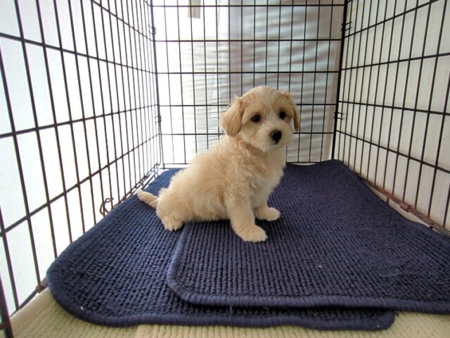 ミックス犬    (メス) №３　