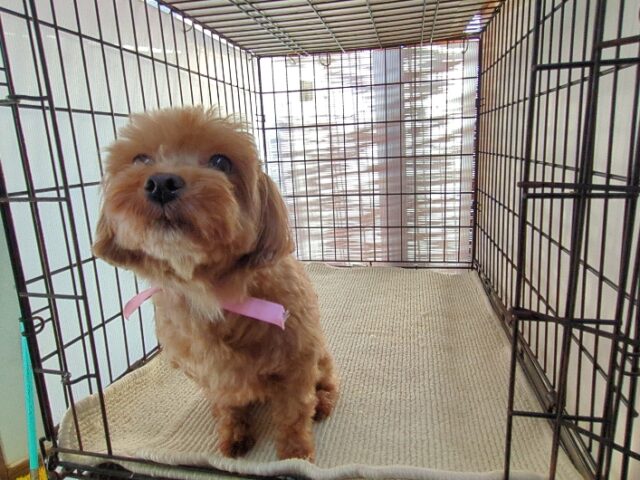 ミックス犬  (メス) 　　　　夢ちゃん里親募集です　　　　